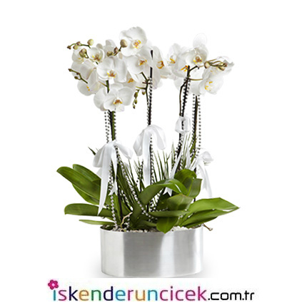 6 Dal Beyaz Phalaenopsis Orkide