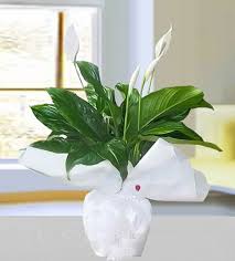 Spatilyum (Barış çiçeği)